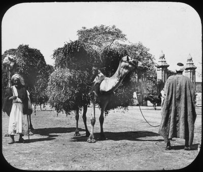 Yem taşıyan develer, Mısır, c1890. by Newton and Co