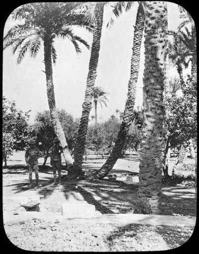 General Gordons Bahçesi, Hartum, Sudan, c1890 by Newton and Co