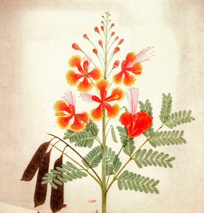 Çiçek çalışması, c.1840 (suluboya) by Nicholas Tomlinson