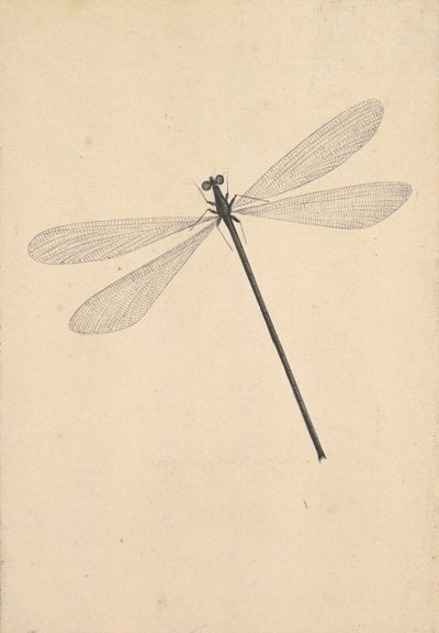 Bir Yusufçuk, 18. yüzyılın başlarından 18. yüzyılın ortalarına kadar. by Nicolaas Struyk