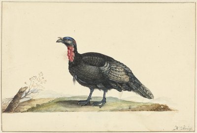Siyah tüylü ve kırmızı ekili kuş, ayakta, sola dönük by Nicolaas Struyk