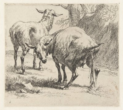 Her gün akşam yemeği Schapen (dizi adı) Studio ve Arte Nicolai Berchemi tarafından basılan, su ve kudretli gökyüzü ile betimlenen canlılar için hayvanlar (seri başlığı) by Nicolaes Pietersz Berchem