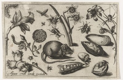 Çiçekler, fare, böcekler ve midye Kuşlar, çiçekler, böcekler vs. (dizi adı) by Nicolaes de Bruyn (possibly)