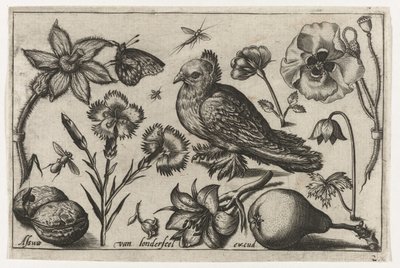 Çiçekler, armut ve güvercin Kuşlar, çiçekler, böcekler vs. (dizi adı) by Nicolaes de Bruyn (possibly)