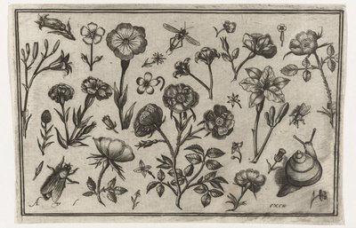 Çiçekler, bir sinek ve bir salyangoz Kuşlar, çiçekler, böcekler vs. (dizi adı) by Nicolaes de Bruyn (possibly)