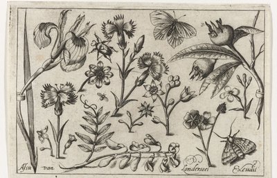 Çiçekler ve kelebekler Kuşlar, çiçekler, böcekler vs. (dizi adı) by Nicolaes de Bruyn (possibly)