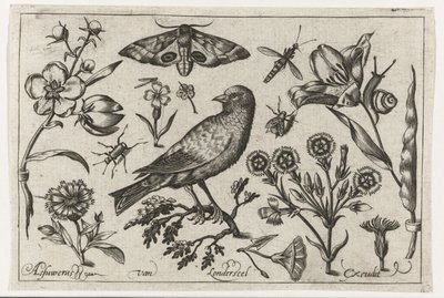 Çiçekler, böcekler, gece tavus kuşu gözü ve bir karga Kuşlar, çiçekler, böcekler vs. (dizi adı) by Nicolaes de Bruyn (possibly)