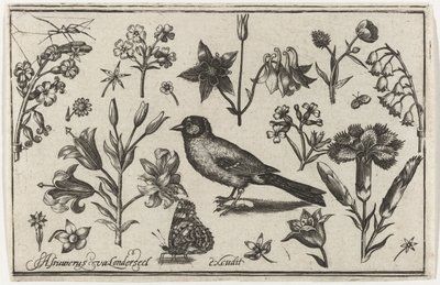 Çiçekler, kelebek ve kuş Kuşlar, çiçekler, böcekler vs. (dizi adı) by Nicolaes de Bruyn (possibly)