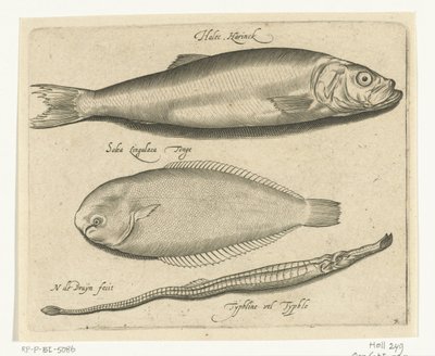 Ringa balığı, dil balığı ve pipefish Libelivs çeşitli Genera piscium complectens (seri başlığı) Tatlı su balıkları, deniz balıkları, kurbağalar, kabuklular ve deniz canlıları (seri başlığı) by Nicolaes de Bruyn