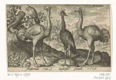 İki devekuşu arasında taçlı turna Kuşlar ve böcekler (dizi adı) by Nicolaes de Bruyn