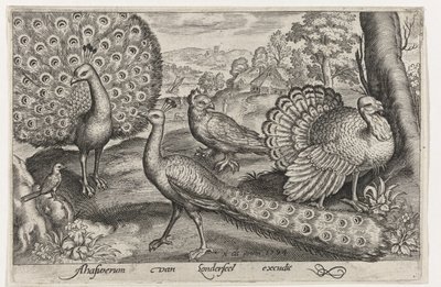 İki tavus kuşu ve hindi Kuşlar ve böcekler (dizi adı) by Nicolaes de Bruyn
