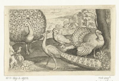 İki tavus kuşu ve hindi Kuşlar ve böcekler (dizi adı) by Nicolaes de Bruyn