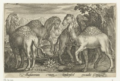 dört dromedary Animalivm qvadrvpedvm (dizi başlığı) Manzaralardaki hayvanlar (dizi başlığı) by Nicolaes de Bruyn