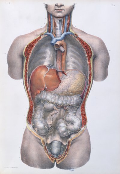 İç organlar, Jean-Baptiste Marc Bourgery (1797-1849) 1866-67