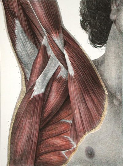 Omuz ve Axilla, Jean-Baptiste Marc Bourgery (1797-1849) 1866-67 (renkli gravür) tarafından 