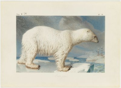 Kutup ayısı, 1796. by Nicolas Maréchal