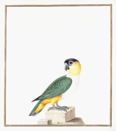 siyah şapkalı papağan by Nicolas Robert