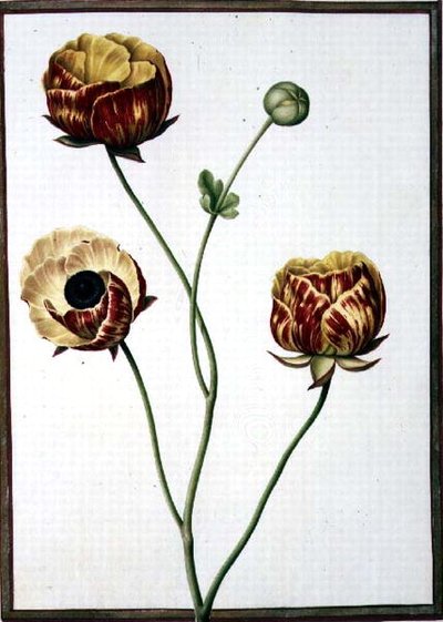 PD.109-1973.f6 Ranunculus Asiaticus (parşömen üzerine suluboya) by Nicolas Robert