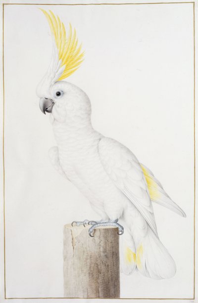 Kükürt Tepeli Kakadu by Nicolas Robert
