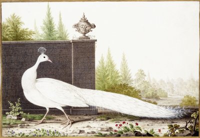 beyaz tavus kuşu by Nicolas Robert