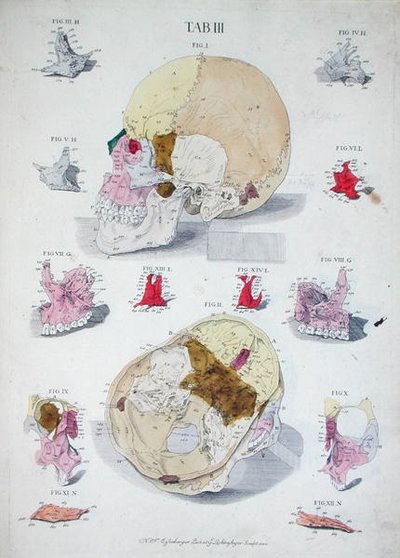 G. Lichtensteger tarafından oyulmuş Christoph Jacob Trew (1695-1769) tarafından 