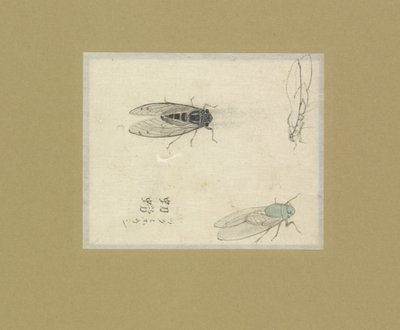 Üç sinek çalışması by Nonoyama Kozan (possibly)