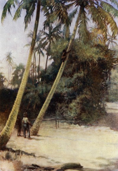 Solomon Island Boy, Gavutu, New Florida (renkli taş) yakınlarında yeşil kakaolu fıstıkların peşinden tırmanıyor. by Norman Hardy