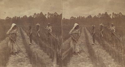Pirinç Çapalama, 1876-1888. by O. Pierre Havens
