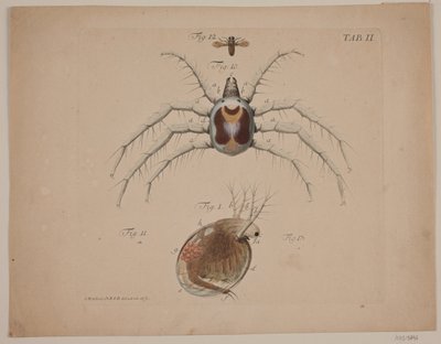 Haşarat. Zoolojik çalışmanın II. Levhası by Odvardt Helmoldt de Lode