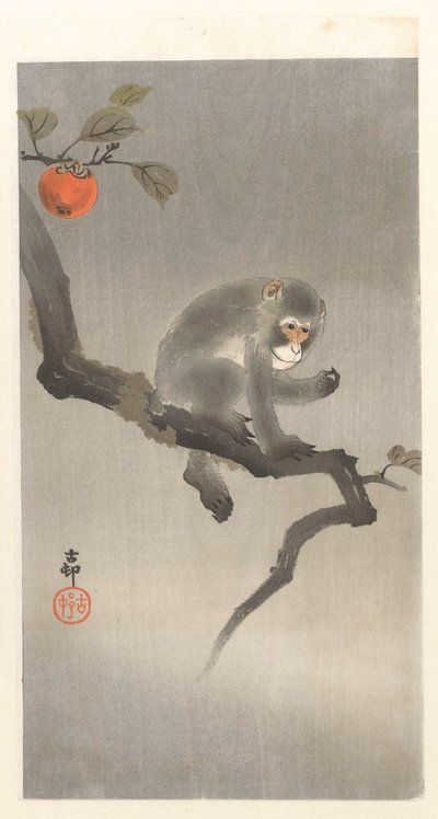 kakiboom