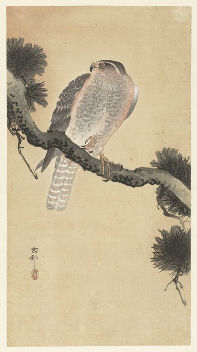 Çam dalı üzerinde şahin by Ohara Koson