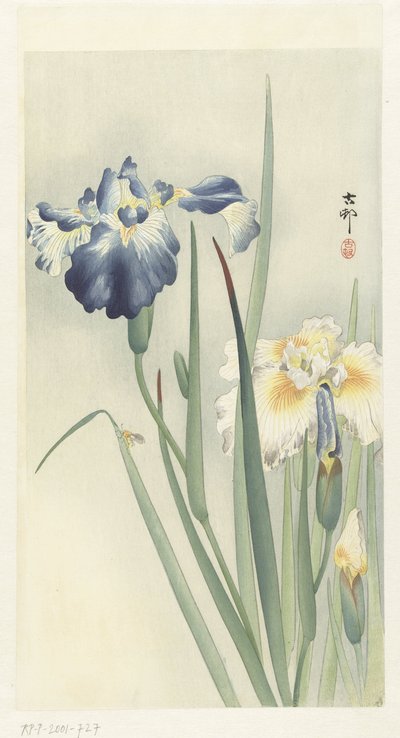 süsen by Ohara Koson