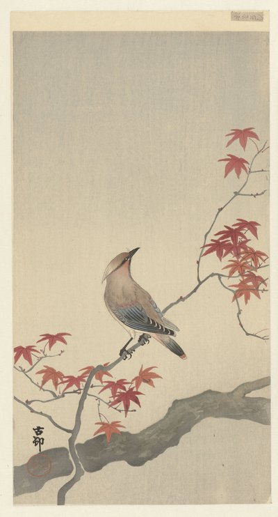 Maple