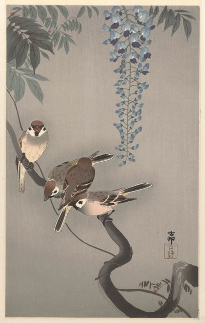 Wisteria