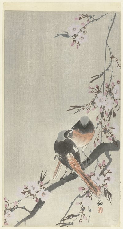 Kiraz çiçeği ile iki siegel redstarts by Ohara Koson
