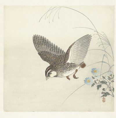 uçan bıldırcın by Ohara Koson
