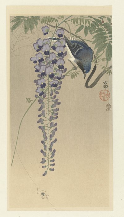Wisteria
