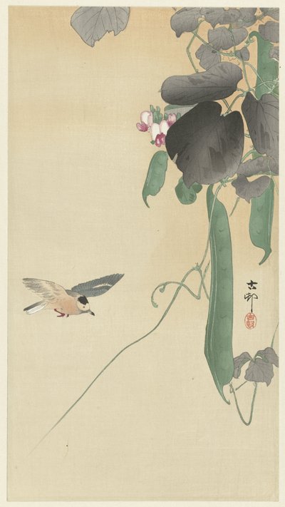 Çiçekli fasulye bitkisinde kuş by Ohara Koson