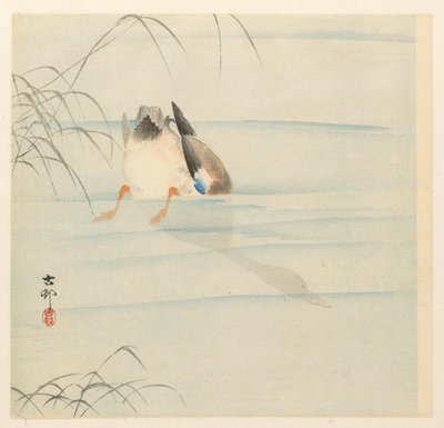 Yeşilbaş, su altında kafa by Ohara Koson