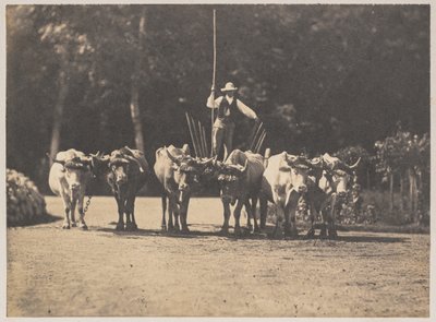 Altı Öküz Takımı, Sürücüsü ile, c. 1853. by Olympe Aguado