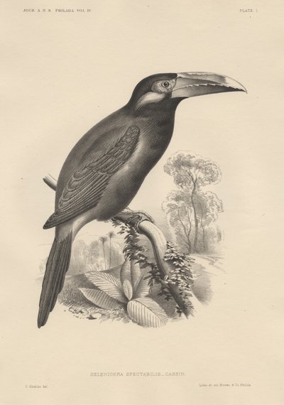 Selenidera Spectabilis, lito, Bowen und Co., 1850 by Otto Koehler