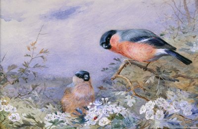 Çiçeğin Arasında Bir Çift Şakrak Kuşu by Otto Murray Dixon
