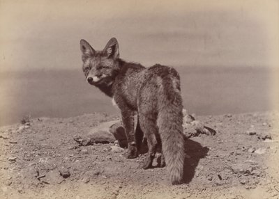 [Fox], 1886. by Ottomar Anschütz