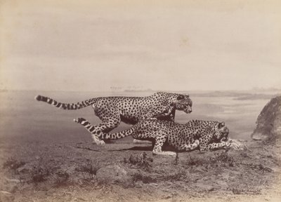 [İki Çita], 1888. by Ottomar Anschütz