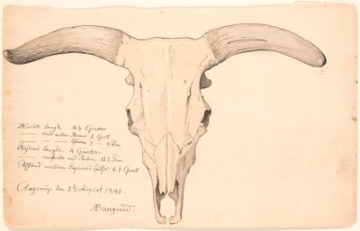 Bir inek kafatası. by P.C. Skovgaard