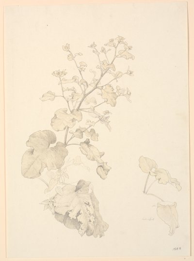 Çalı bitkileri. by P.C. Skovgaard