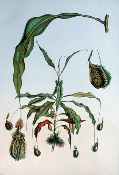 Nepenthes Hookeriana, E. Alphano tarafından 