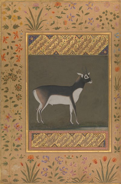 Black Buck, Shah Jahan Albümünden Folyo, recto: yakl. 1615-20, verso: ca. 1530-50. by Painting attributed to Manohar