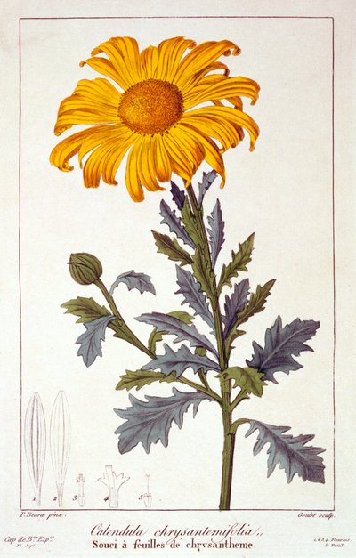 Calendula officinalis Pot Marigold, pub. 1836. by Panacre Bessa