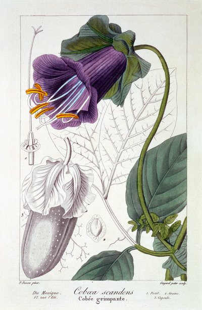 Cobaea scandens, pub. 1836 by Panacre Bessa